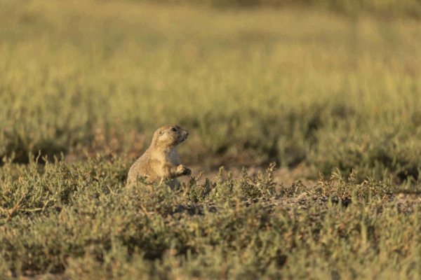 A grassland bird listens in on prairie dog alarm calls to help avoid predators.